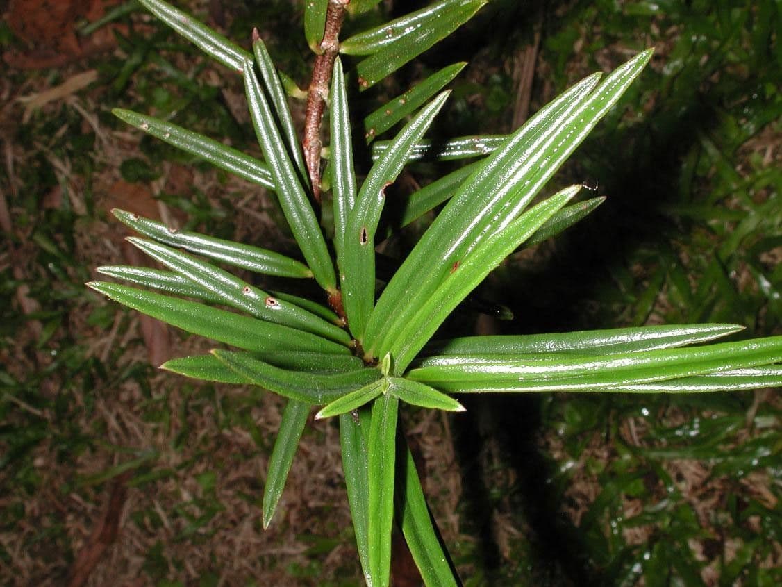 Columnea 16