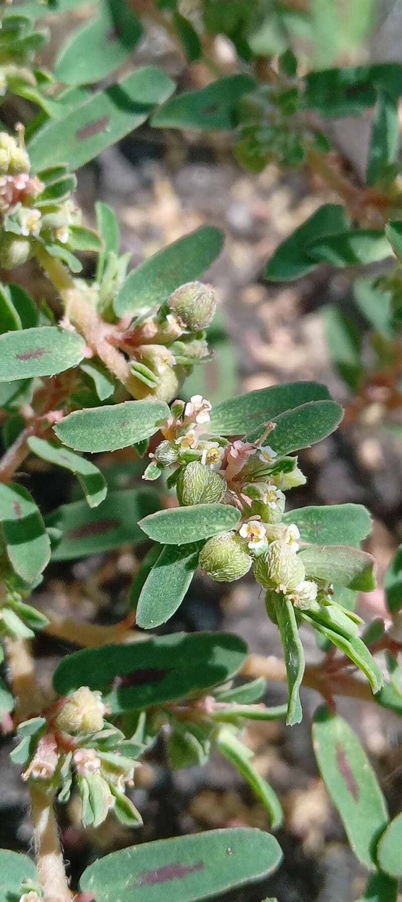 Euphorbe maculée 5