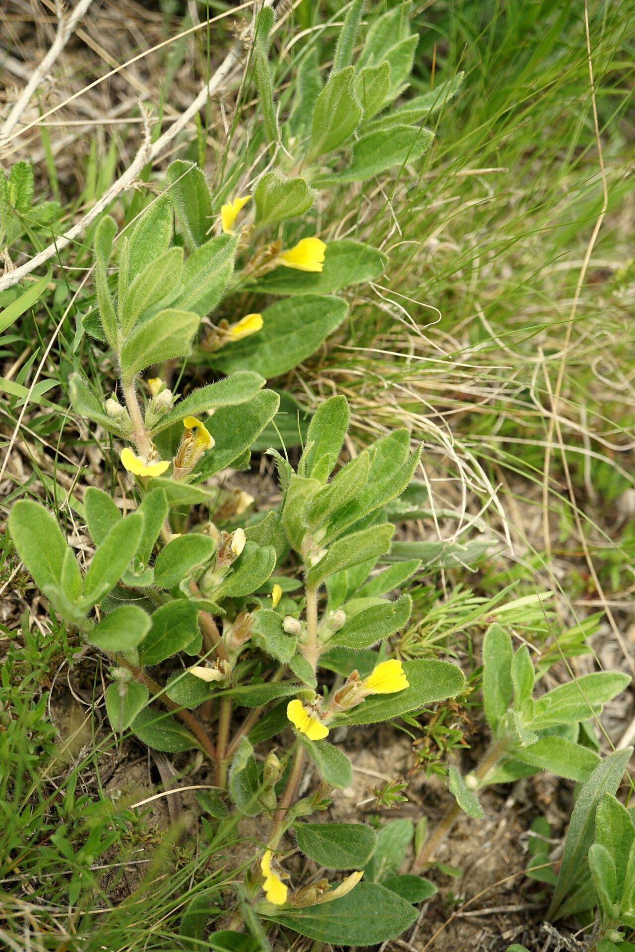 Ajuga 4