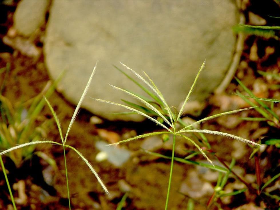 Chloris promienna 3
