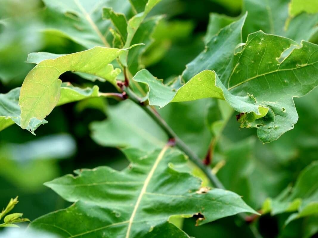 Quercia ilex 8
