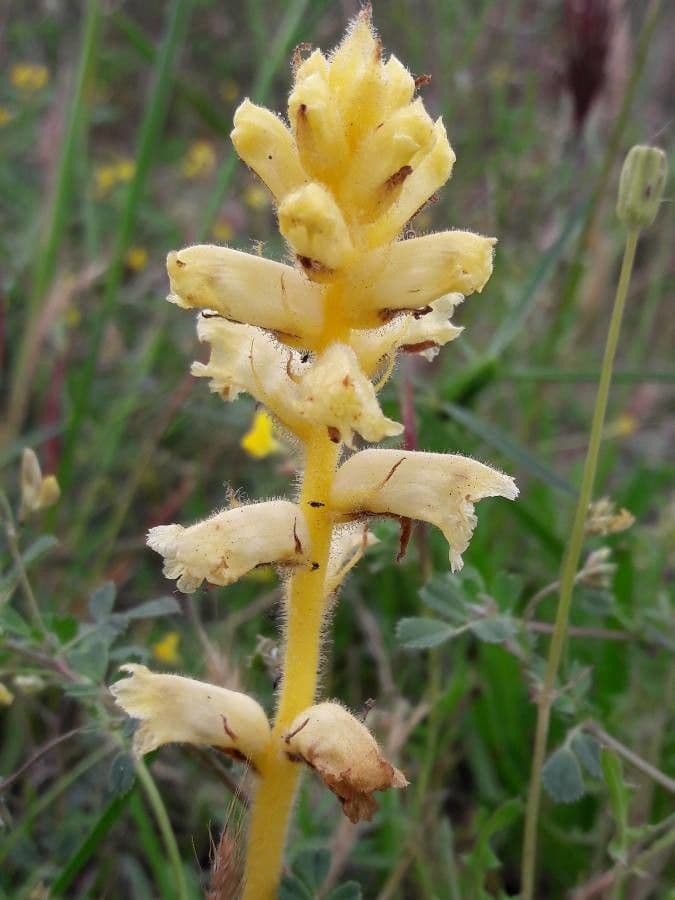 Orobanche gialla 13