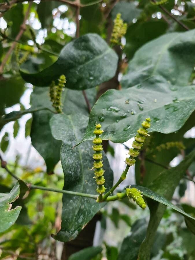 Gnetum gnemon 6