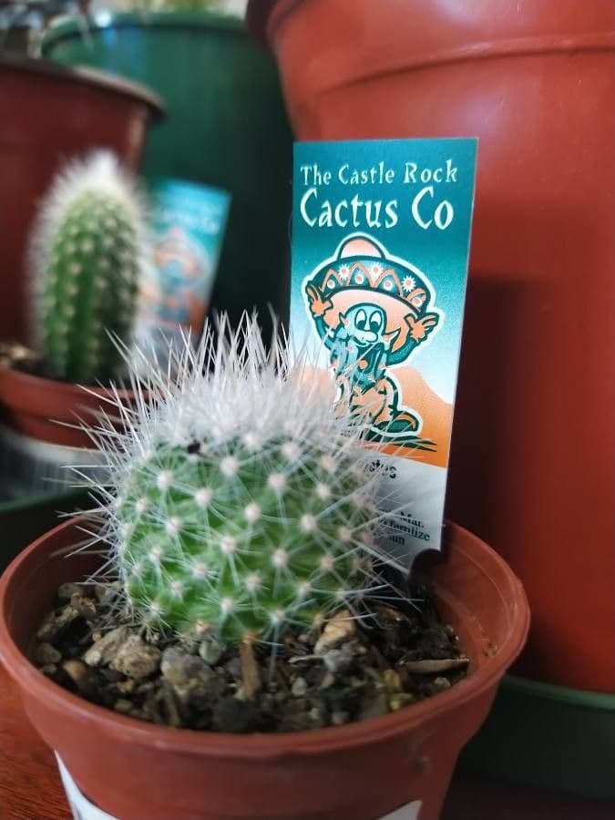 Mammillaria 21