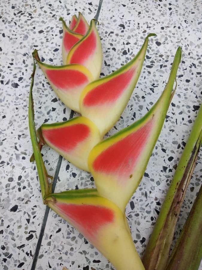 Geldblume 18