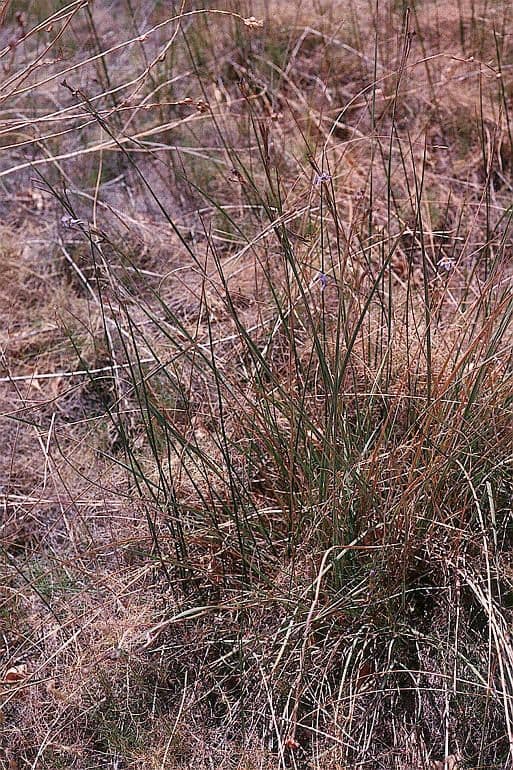 Sisyrinchium 7