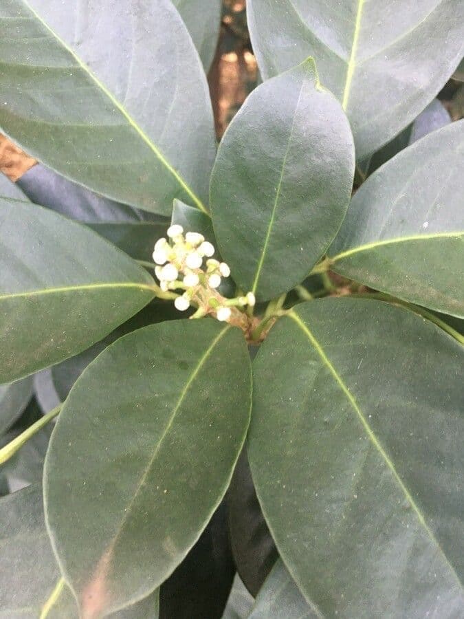 Dendropanax