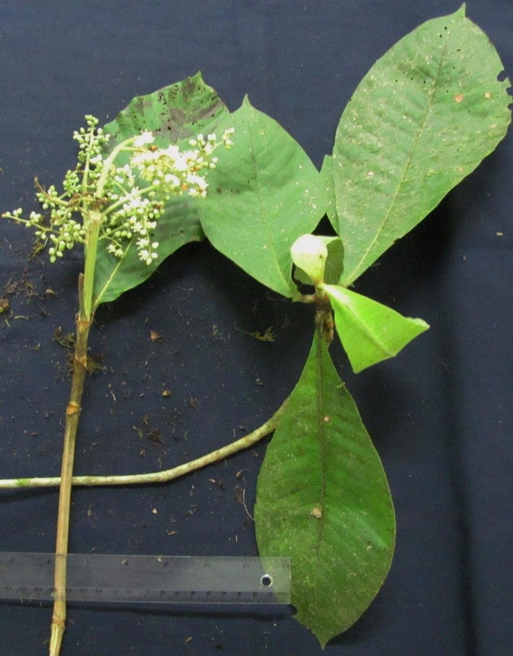 Elaeagia 7