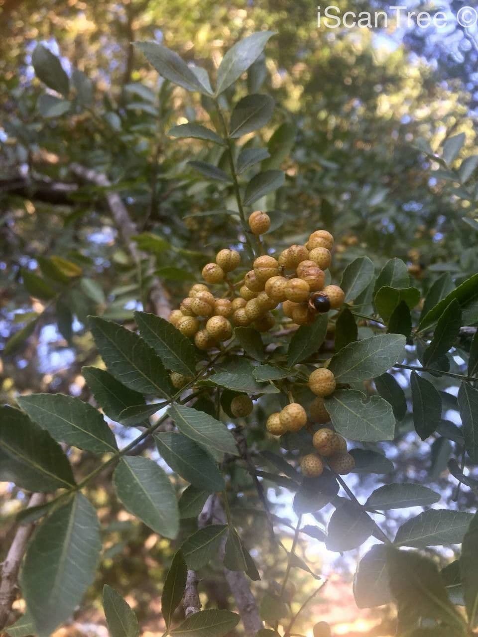 Zanthoxylum 2