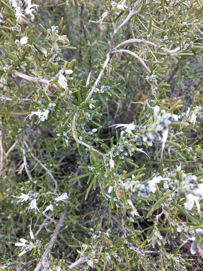 Rozmarýn lékařský 26