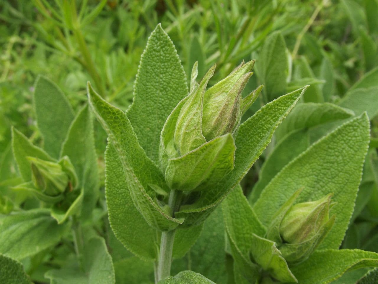 Šalvia lekárska 29