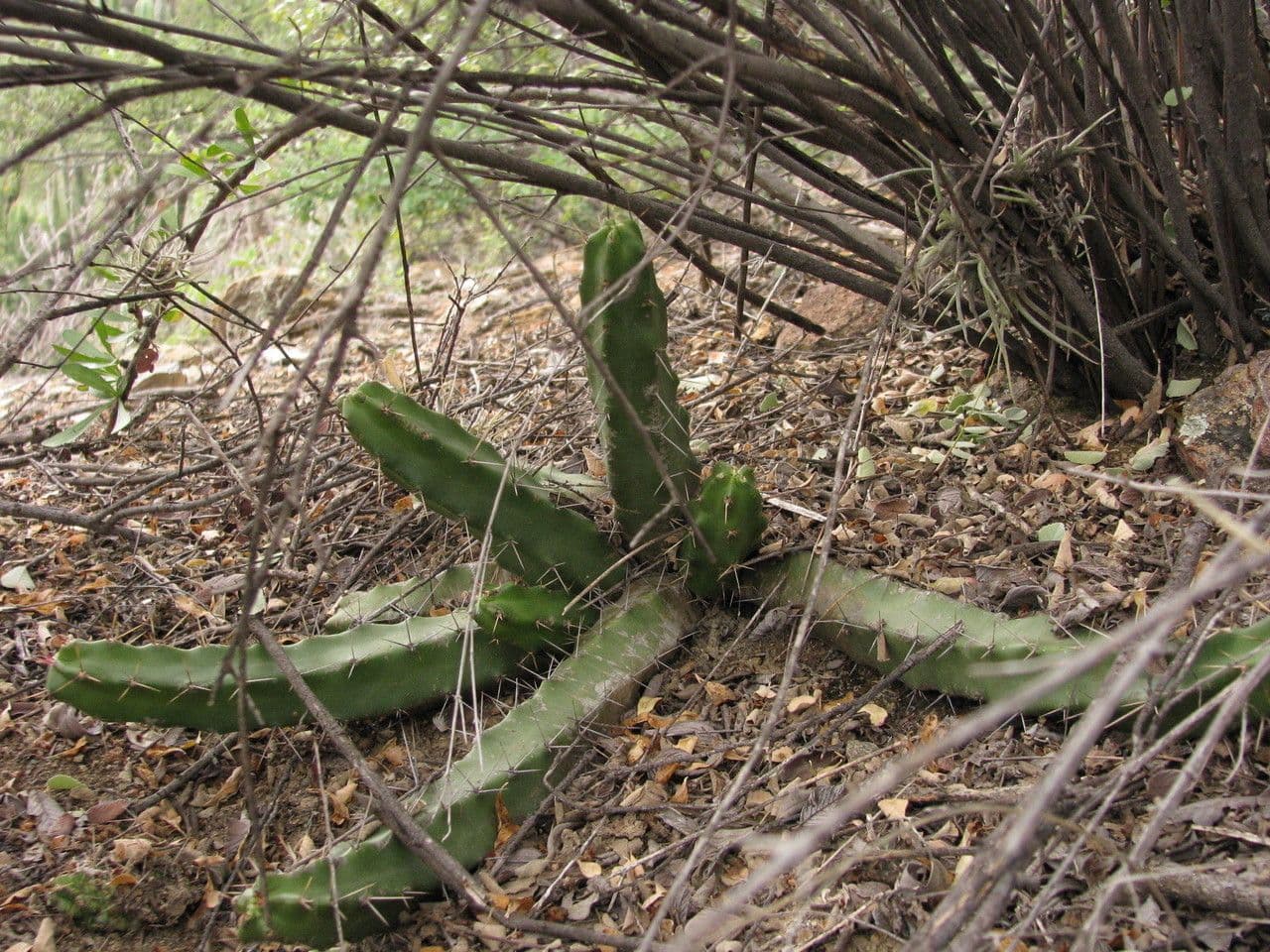 Cactus a cinque lobi 12