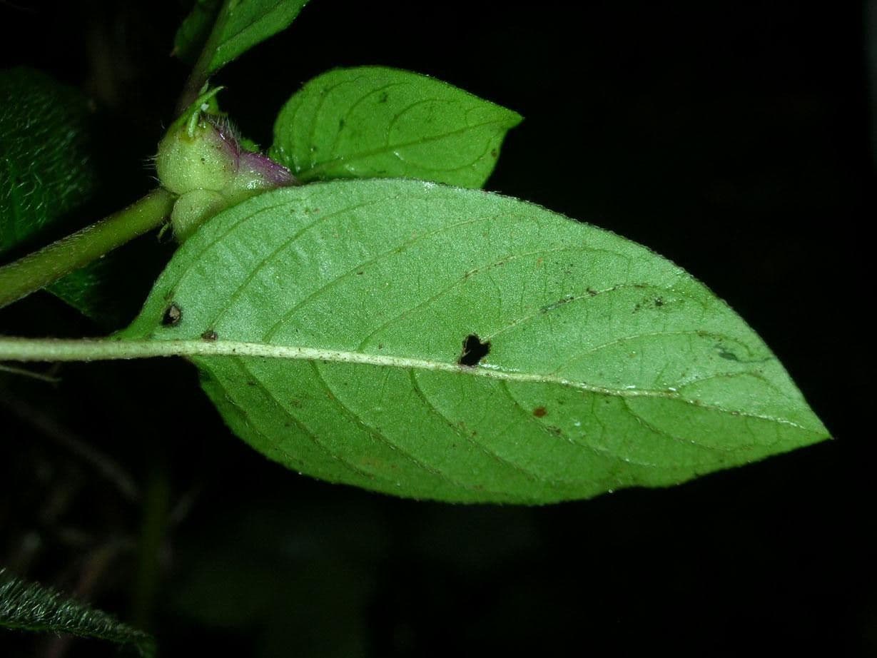 Coccocypselum 14