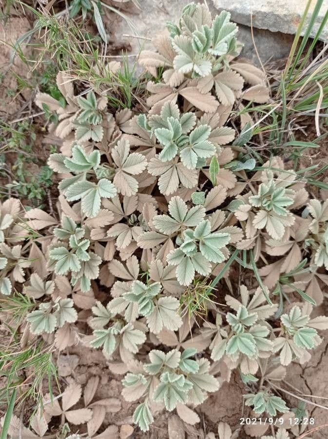 Potentilla 11
