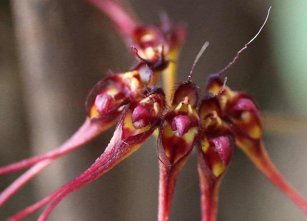 Bulbophyllum 4