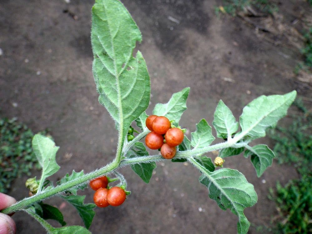 Solanum villosum 27