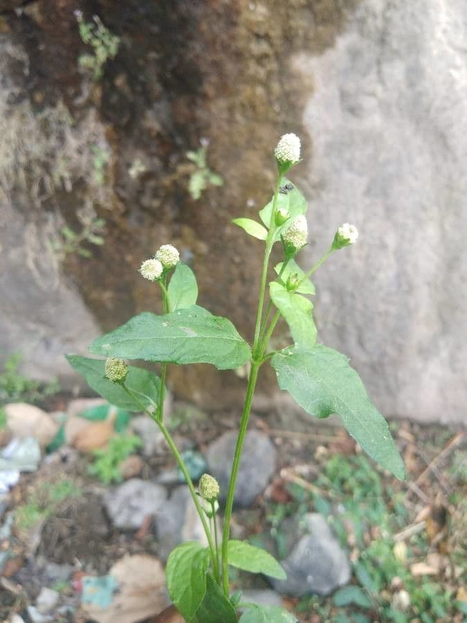 Acmella paniculata 6