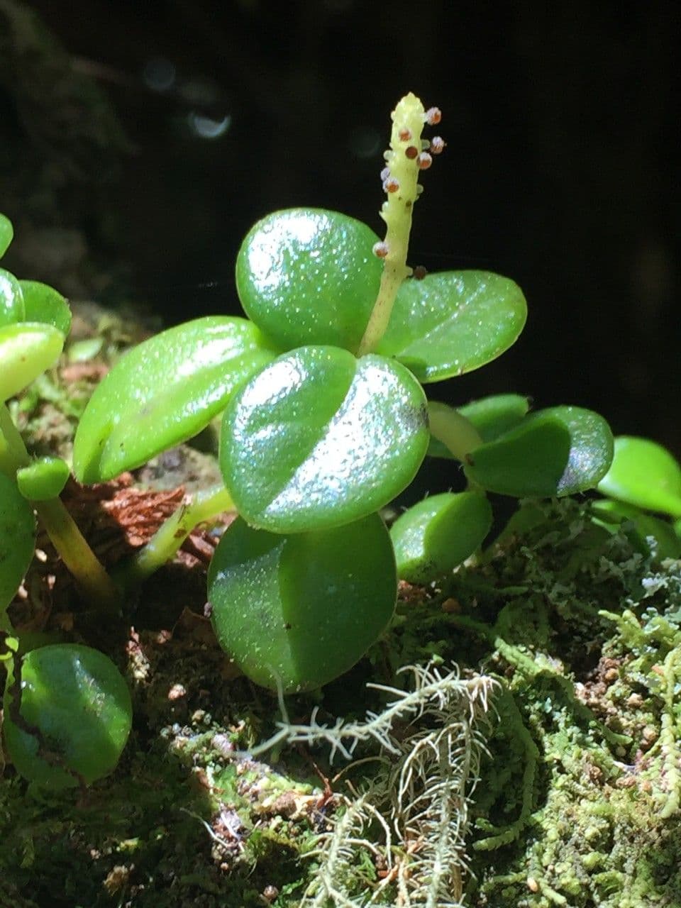 Peperomia
