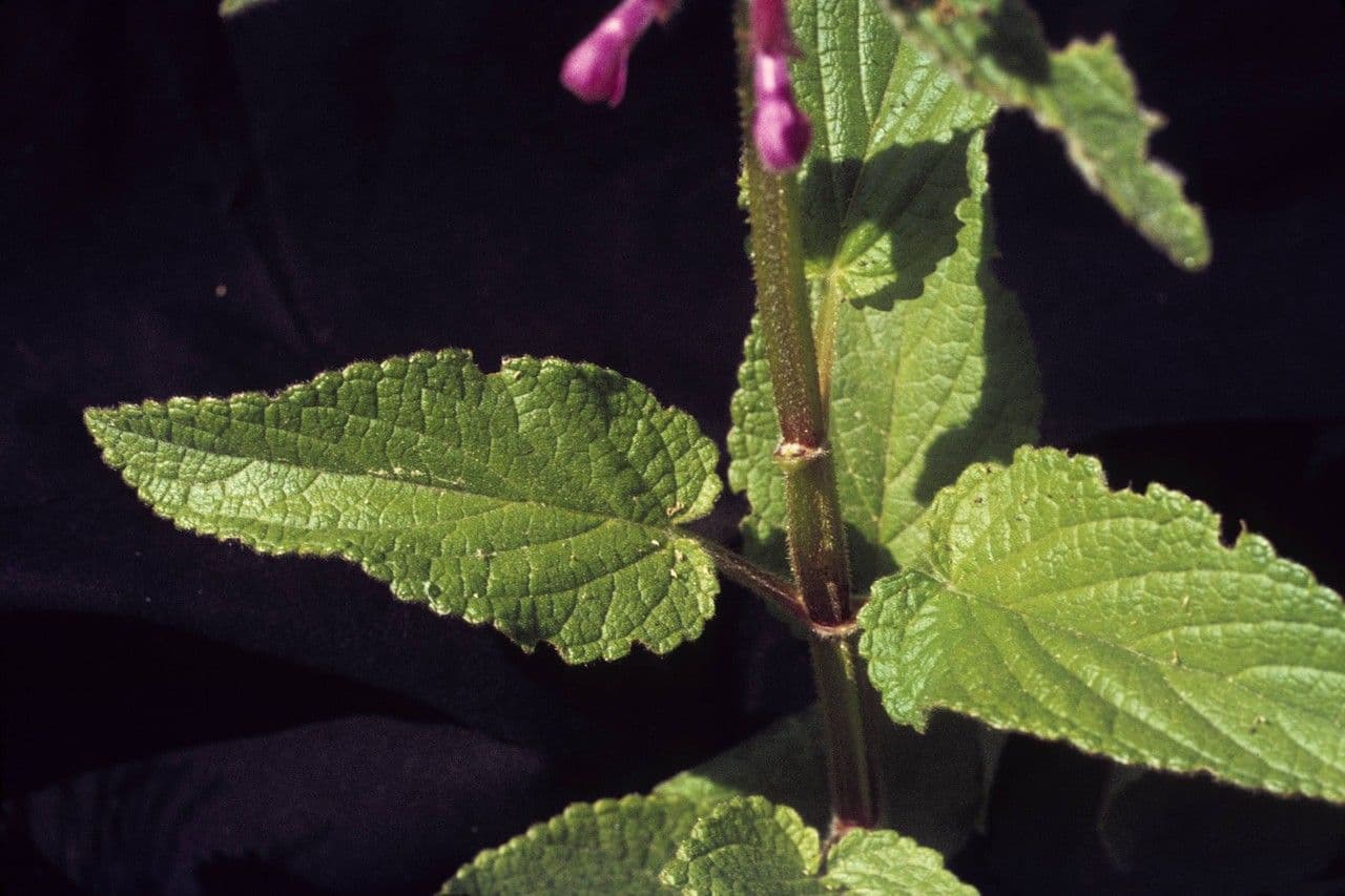 Stachys chamissonis 18