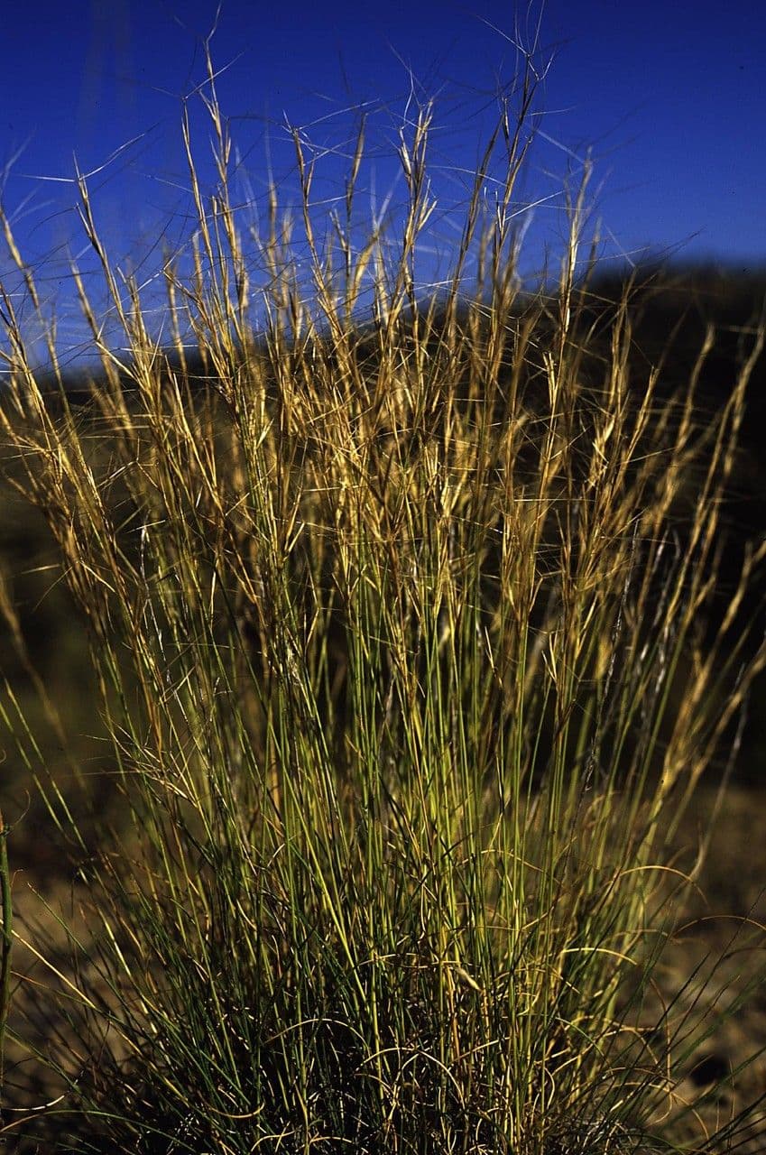 Aristida purpurea 3