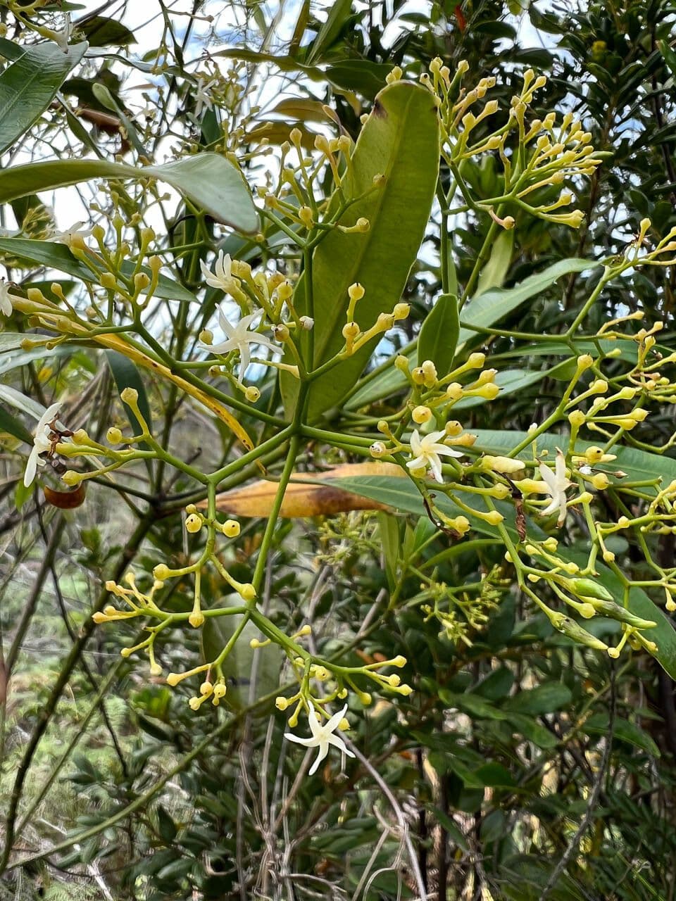 Alstonia 2