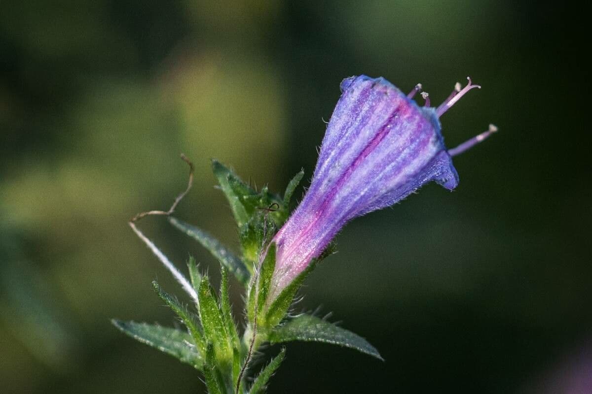 Echium rosulatum 6