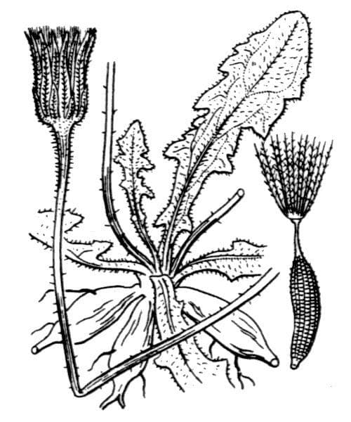 Leontodon tuberoso 25
