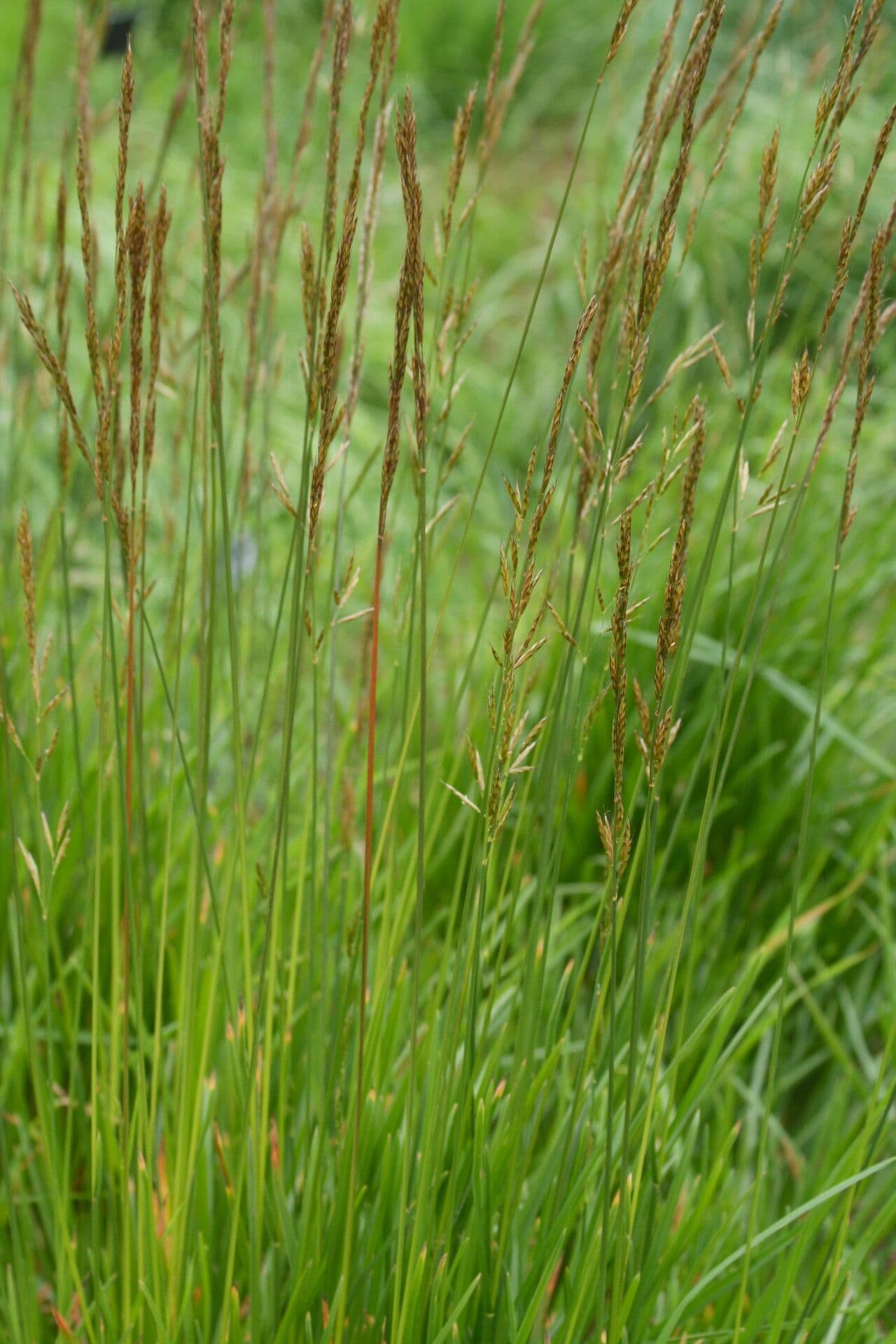 Helictochloa 2