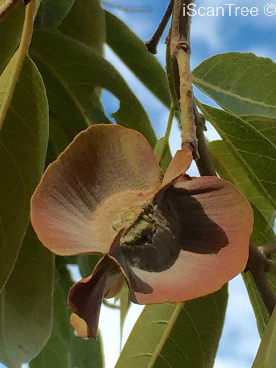 Kombretum