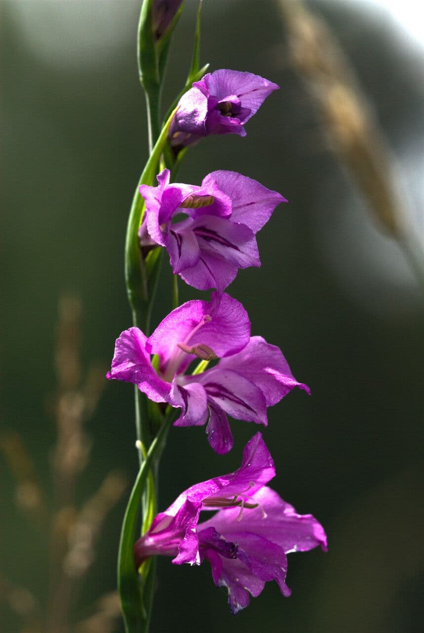 Spada di Santa Barbara 2