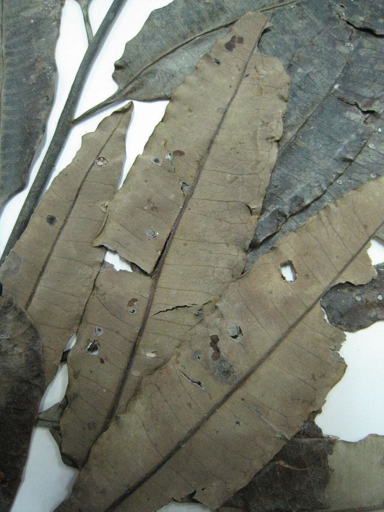 Aspidosperma 4