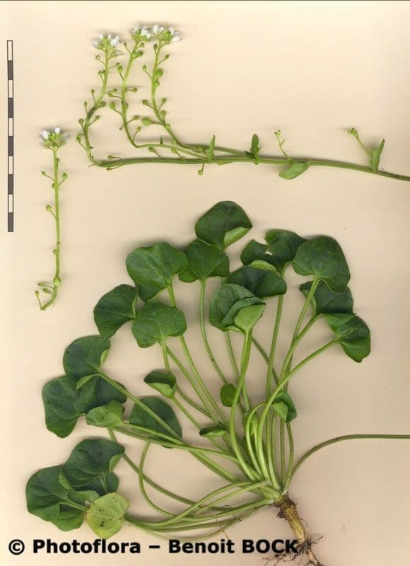 Coclearia 24