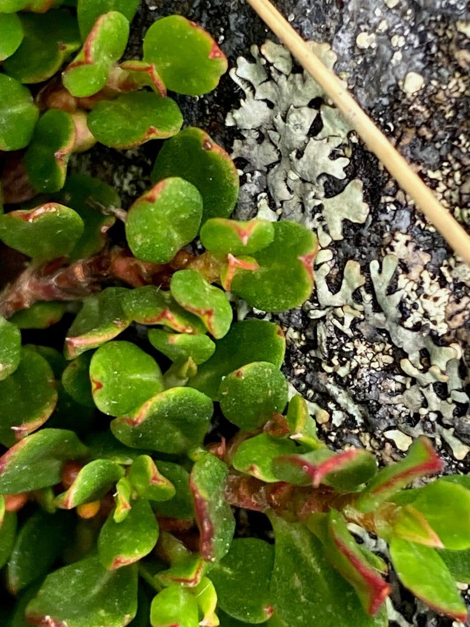 Muehlenbeckia 8