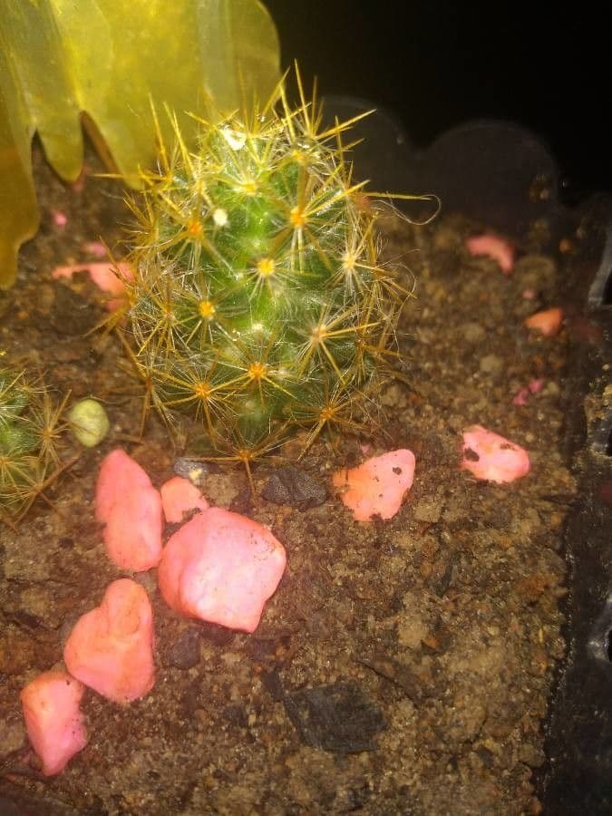 Cactus proliferante 16