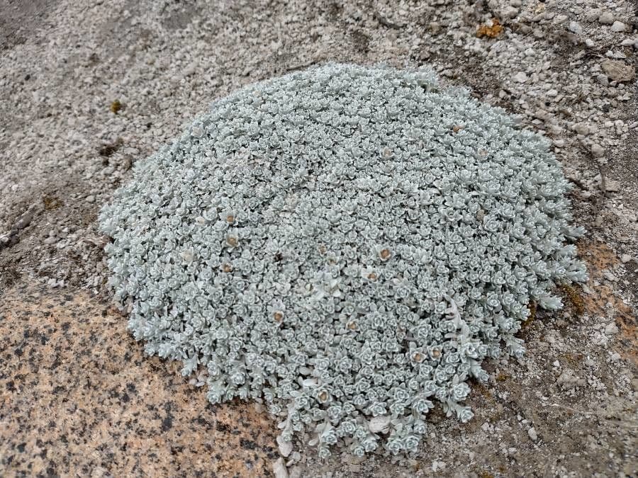Blue mountain buckwheat 12