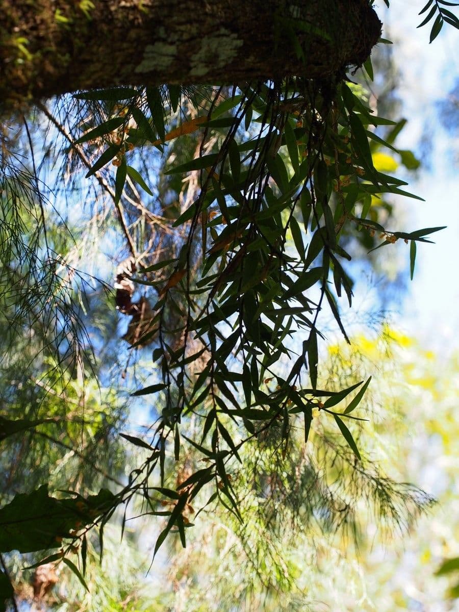 Dendrobium 8