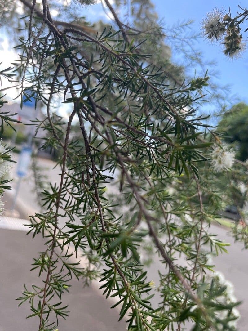 Kunzea ambigua 6