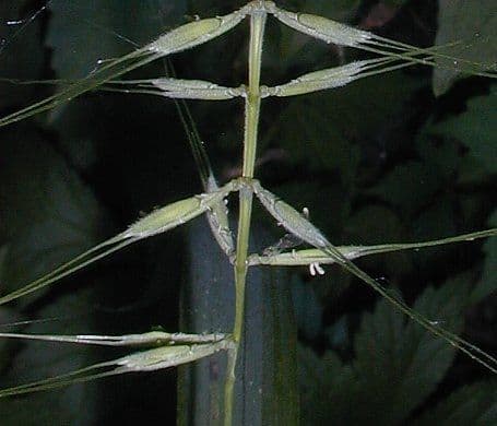 Elymus elymoides 6