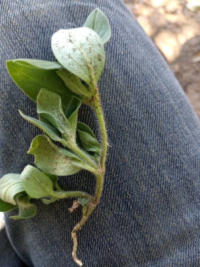 Richardia scabra 19