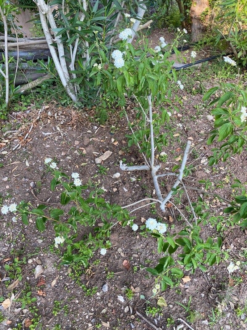 Lantana canescens 14