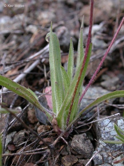 Agoseris annuale 16