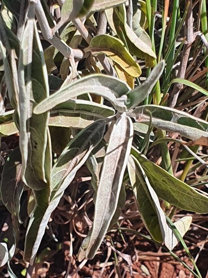 Hypoestes aristata 12