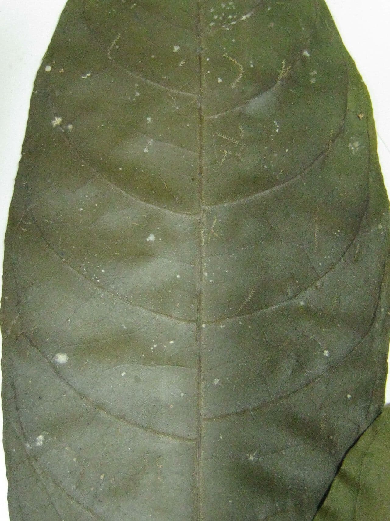 Tabernaemontana 4