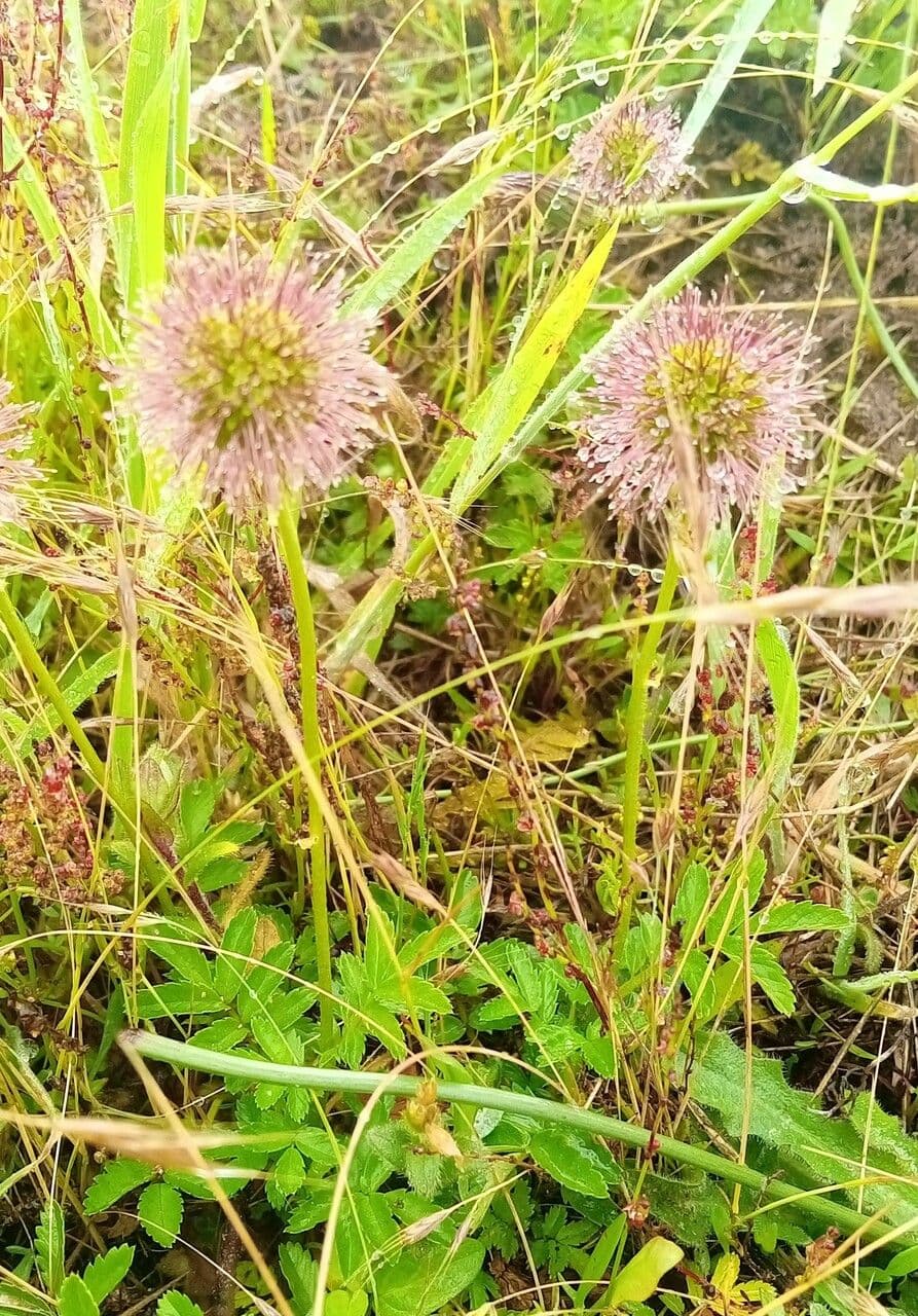 Acaena 22