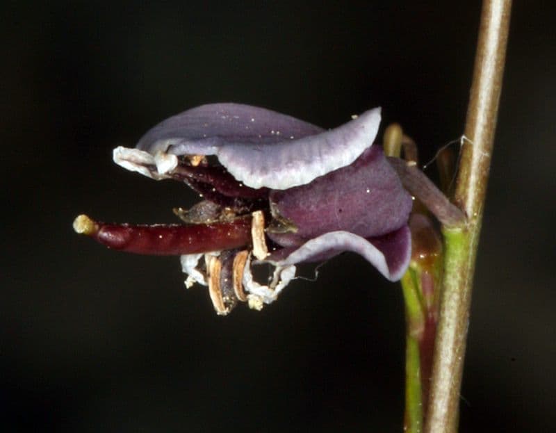 Streptanthus polygale 3