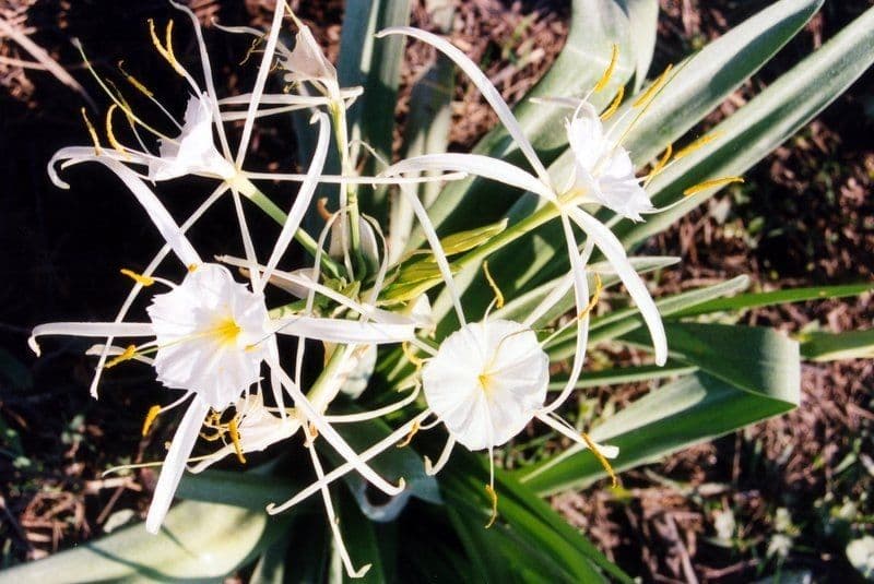 Hymenocallis