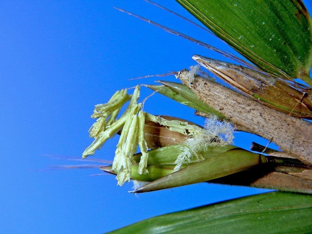 Elytrostachys 19