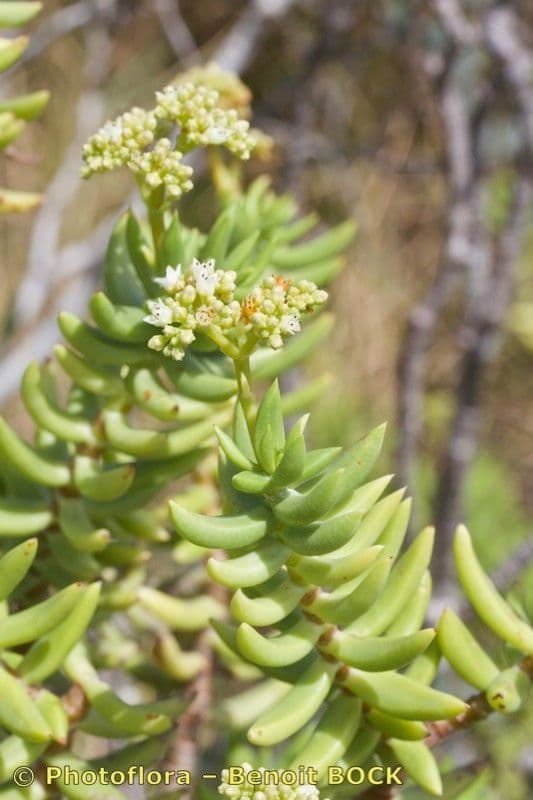 Crassula tetragona 21