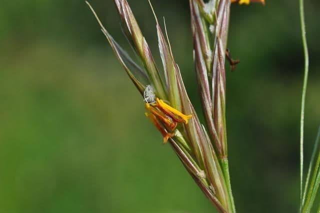 Brome dressé 5