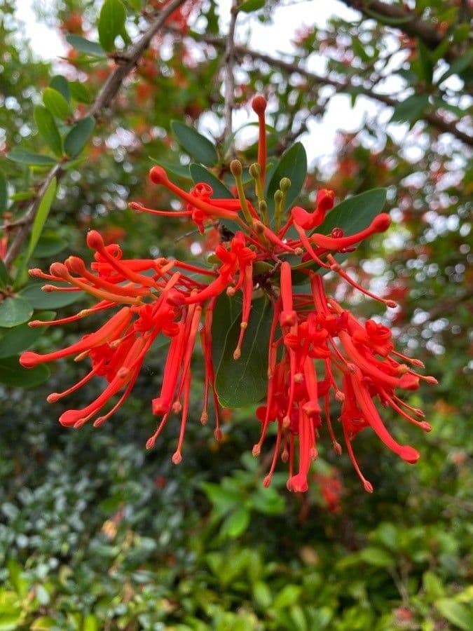 Embothrium 4